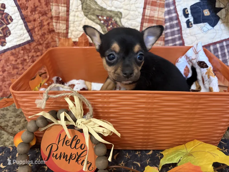 Pumpkin Spice – Chihuahua puppy on hold in Dorena, OR