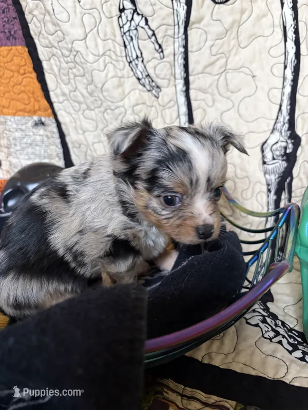 Mittens *Longhair* – Chihuahua puppy on hold in Dorena, OR