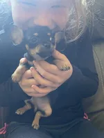 Crepe, a female Chihuahua for sale in Dorena, OR – 2 of 5