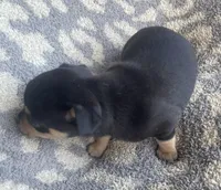 Butter, a male Chihuahua for sale in Dorena, OR – 3 of 5