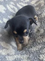 Butter, a male Chihuahua for sale in Dorena, OR – 4 of 5