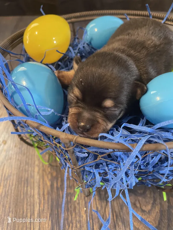 Gordita boy #3 – Chihuahua puppy for sale in Dorena, OR