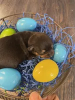 Gordita boy #3, a male Chihuahua for sale in Dorena, OR – Photo 2 of 3