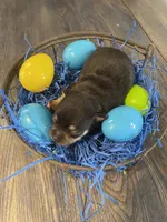 Gordita boy #3, a male Chihuahua for sale in Dorena, OR – Photo 3 of 3