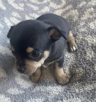 Butter, a male Chihuahua for sale in Dorena, OR – 2 of 5