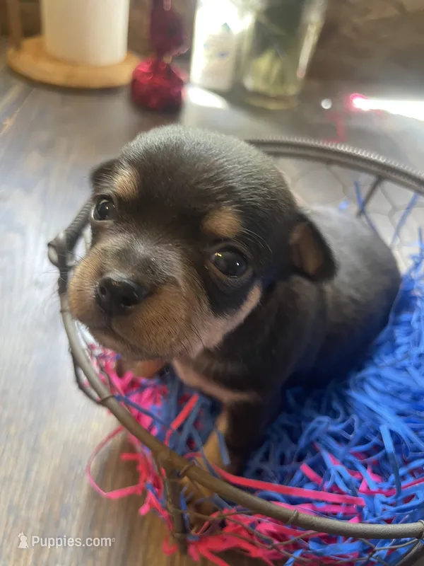 Gordita boy #3 – Chihuahua puppy for sale in Dorena, OR