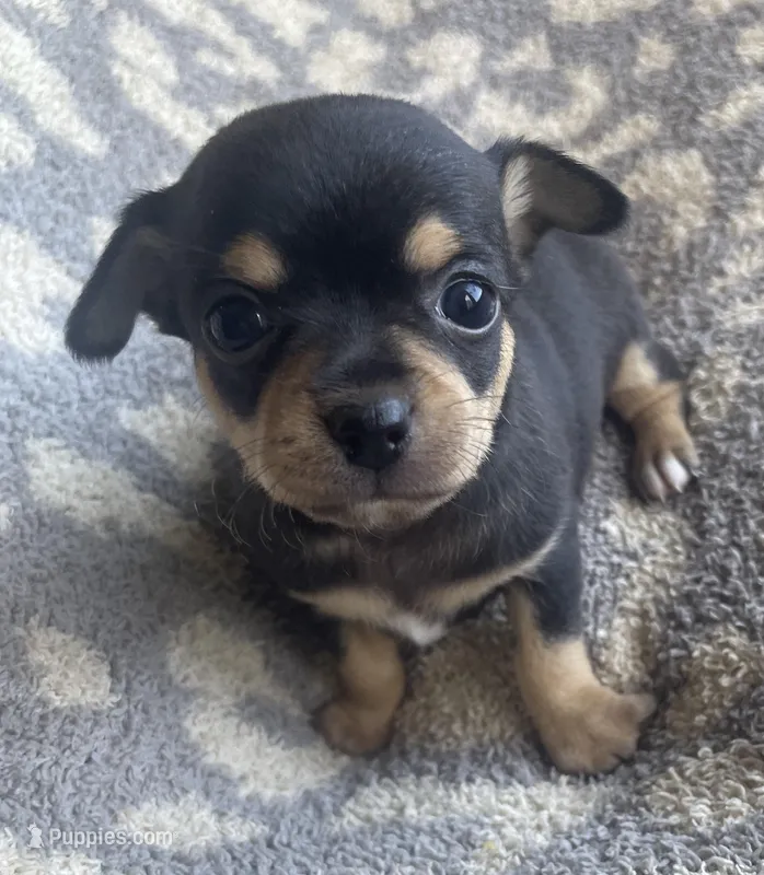 Butter – Chihuahua puppy for sale in Dorena, OR