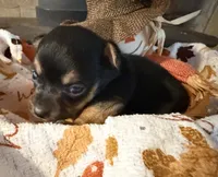 Pumpkin Spice, a female Chihuahua for sale in Dorena, OR – 2 of 2