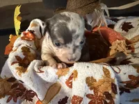 Falling Leaves “Leaf”, a male Chihuahua for sale in Dorena, OR – 2 of 7