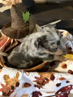 Apple Cider , a male Chihuahua for sale in Dorena, OR – 3 of 4