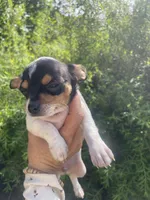 Pancake, a male Chihuahua for sale in Dorena, OR – 6 of 10