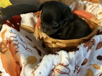 Boots, a male Chihuahua for sale in Dorena, OR – 2 of 4