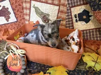Falling Leaves “Leaf” *blue eyes*, a male Chihuahua for sale in Dorena, OR – 6 of 7