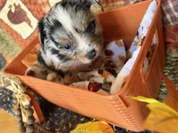 Mittens *Longhair*, a male Chihuahua for sale in Dorena, OR – 6 of 7