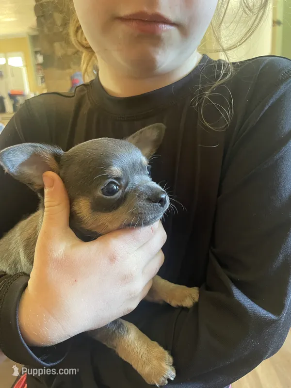 Sausage – Chihuahua puppy for sale in Dorena, OR