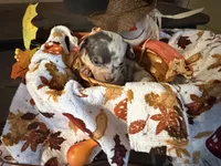 Falling Leaves “Leaf”, a male Chihuahua for sale in Dorena, OR – 4 of 7