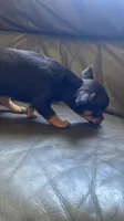 Crepe, a female Chihuahua for sale in Dorena, OR – 4 of 5