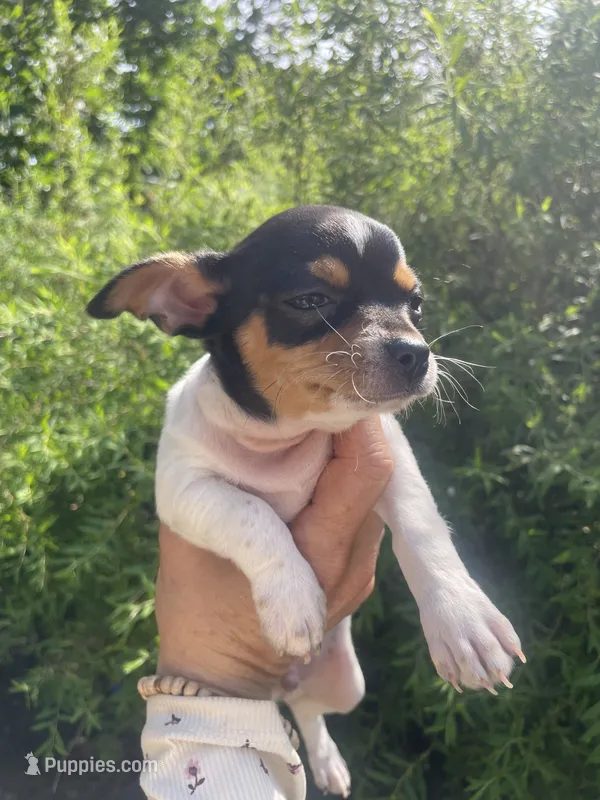 Pancake – Chihuahua puppy for sale in Dorena, OR