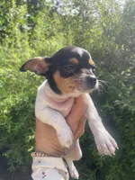 Pancake, a male Chihuahua for sale in Dorena, OR – 1 of 10