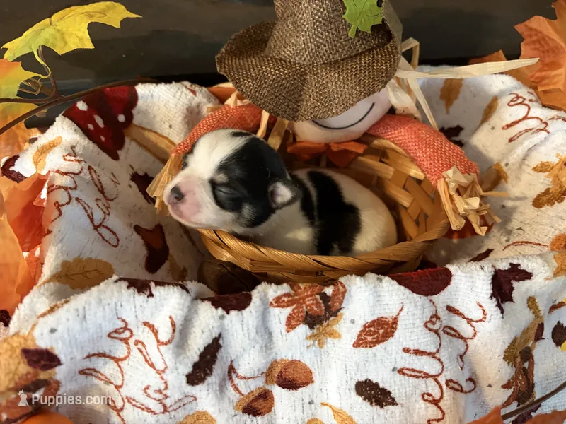 “Rainy” days  – Chihuahua puppy for sale in Dorena, OR