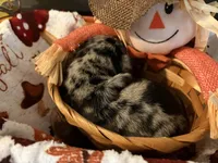 Changing colors “Change”, a male Chihuahua for sale in Dorena, OR – 2 of 4