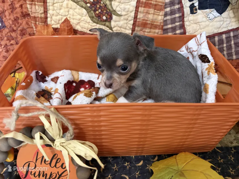 Misty Morning – Chihuahua puppy on hold in Dorena, OR