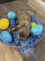 Dahlia’s boy, a male Chihuahua for sale in Dorena, OR – Photo 3 of 3