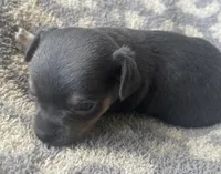 Sausage, a male Chihuahua for sale in Dorena, OR – 4 of 4