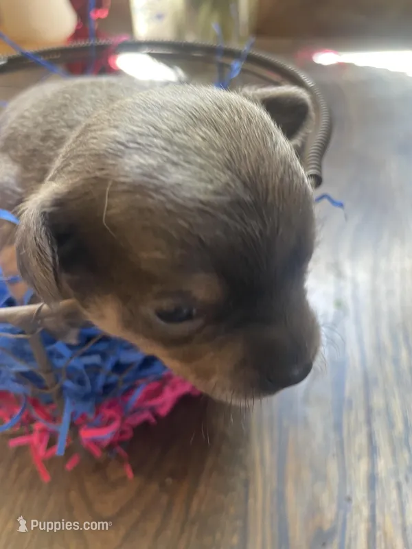 Dahlia’s blue boy – Chihuahua puppy for sale in Dorena, OR