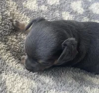 Sausage, a male Chihuahua for sale in Dorena, OR – 2 of 4