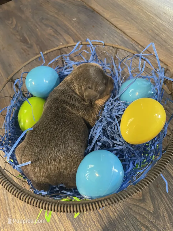 Dahlia’s boy – Chihuahua puppy for sale in Dorena, OR