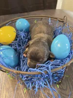 Dahlia’s boy, a male Chihuahua for sale in Dorena, OR – Photo 2 of 3