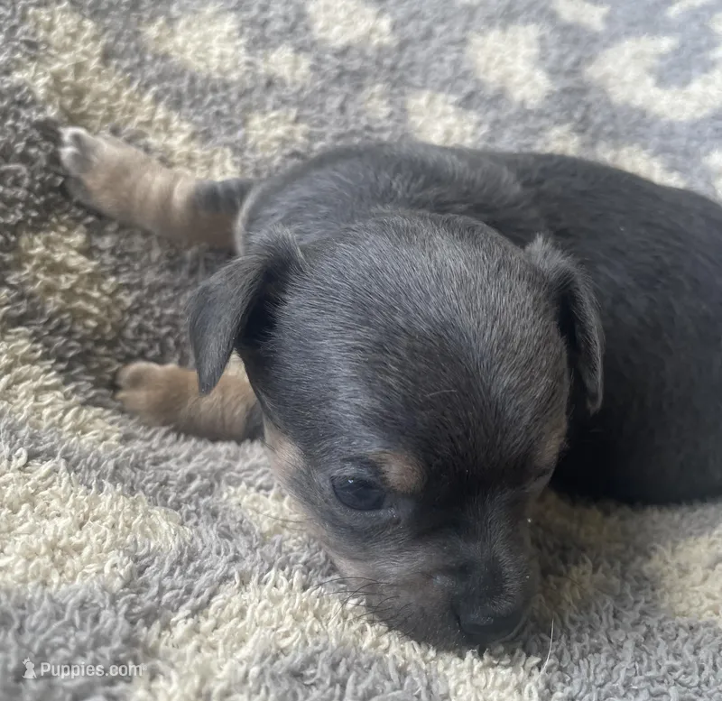Sausage – Chihuahua puppy for sale in Dorena, OR