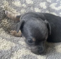 Sausage, a male Chihuahua for sale in Dorena, OR – 1 of 4