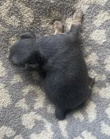 Sausage, a male Chihuahua for sale in Dorena, OR – 3 of 4
