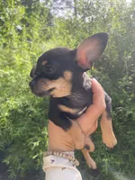 Crepe, a female Chihuahua for sale in Dorena, OR – 5 of 7