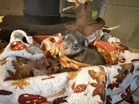 Misty Morning, a female Chihuahua for sale in Dorena, OR – 4 of 6