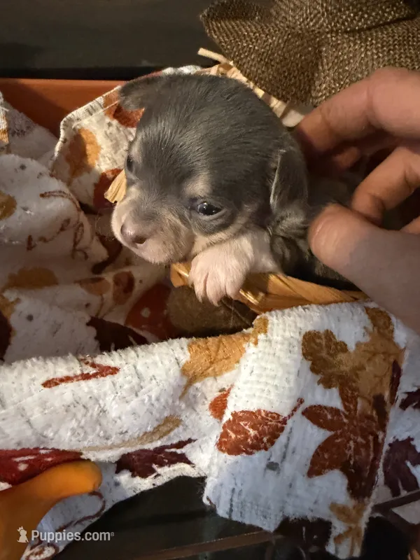 Misty Morning – Chihuahua puppy on hold in Dorena, OR