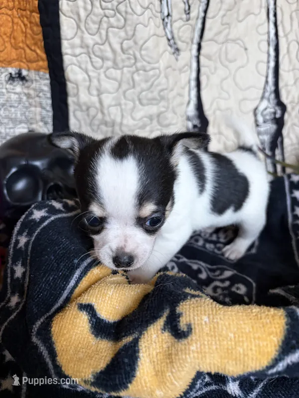 “Rainy” days  – Chihuahua puppy for sale in Dorena, OR