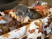Misty Morning, a female Chihuahua for sale in Dorena, OR – 2 of 6