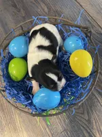 Gordita boy #1, a male Chihuahua for sale in Dorena, OR – Photo 2 of 3