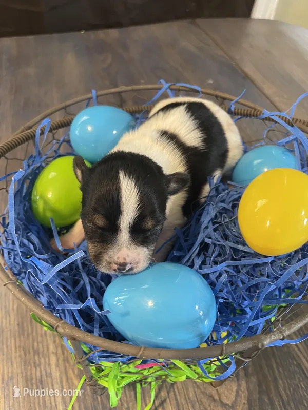 Gordita boy #1 – Chihuahua puppy for sale in Dorena, OR