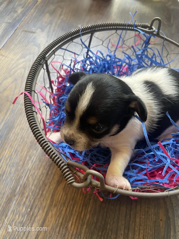 Gordita boy #1 – Chihuahua puppy for sale in Dorena, OR