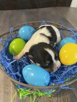 Gordita boy #1, a male Chihuahua for sale in Dorena, OR – Photo 3 of 3