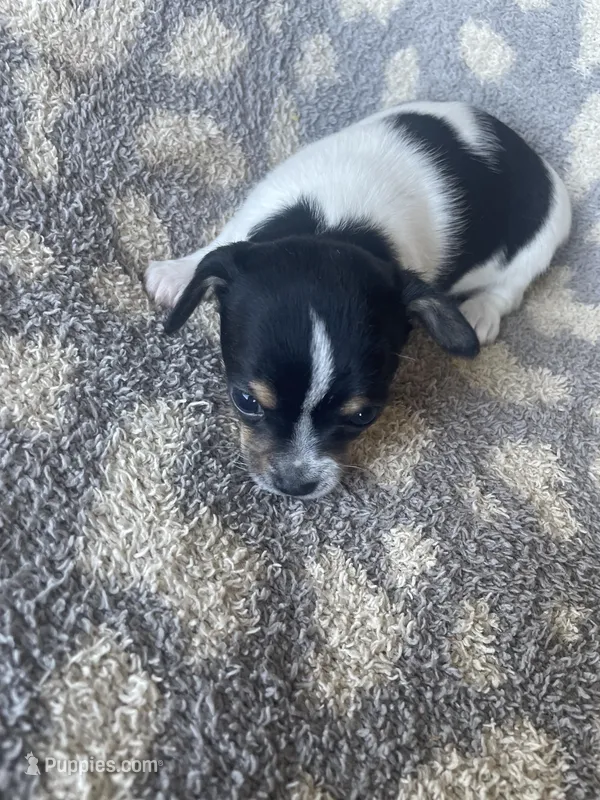 Waffle – Chihuahua puppy for sale in Dorena, OR