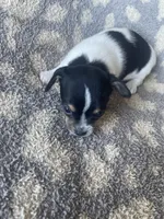 Waffle, a male Chihuahua for sale in Dorena, OR – 1 of 3