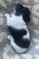 Waffle, a male Chihuahua for sale in Dorena, OR – 3 of 3