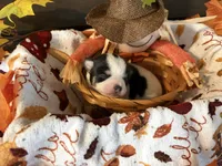 “Rainy” days , a female Chihuahua for sale in Dorena, OR – 4 of 4