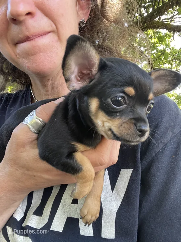 Crepe – Chihuahua puppy for sale in Dorena, OR