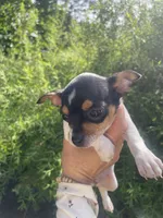 Pancake, a male Chihuahua for sale in Dorena, OR – 8 of 10